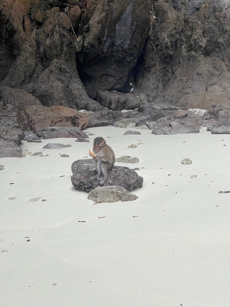 Baby monkey on Monkey Beach