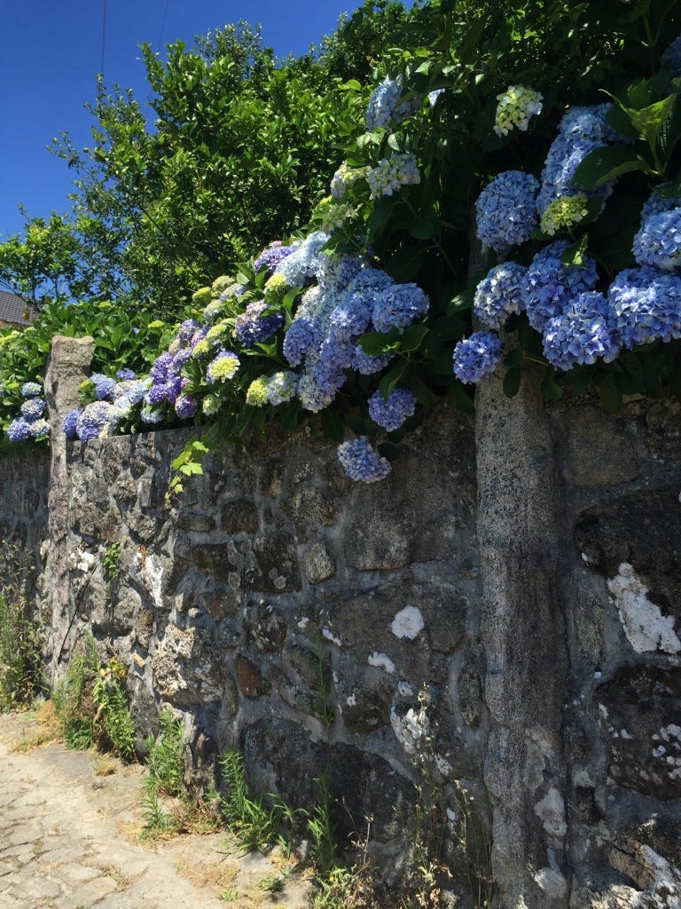 Blue hydrangeas in full bloom tumbling over the top of a stone wall
