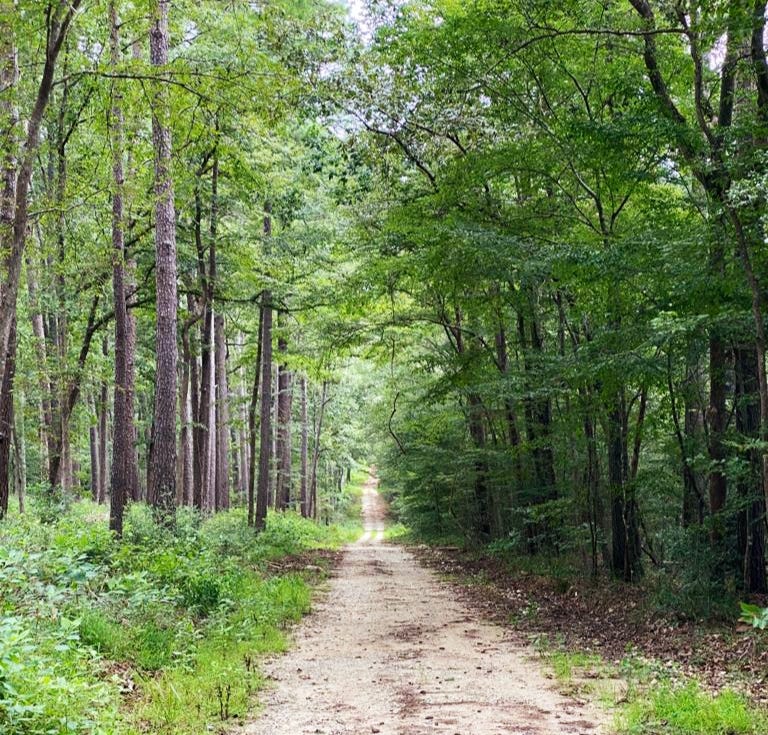 Data Science 101: A Walk in a Random Forest