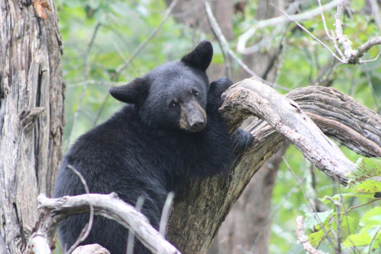 A young black bear in a tree