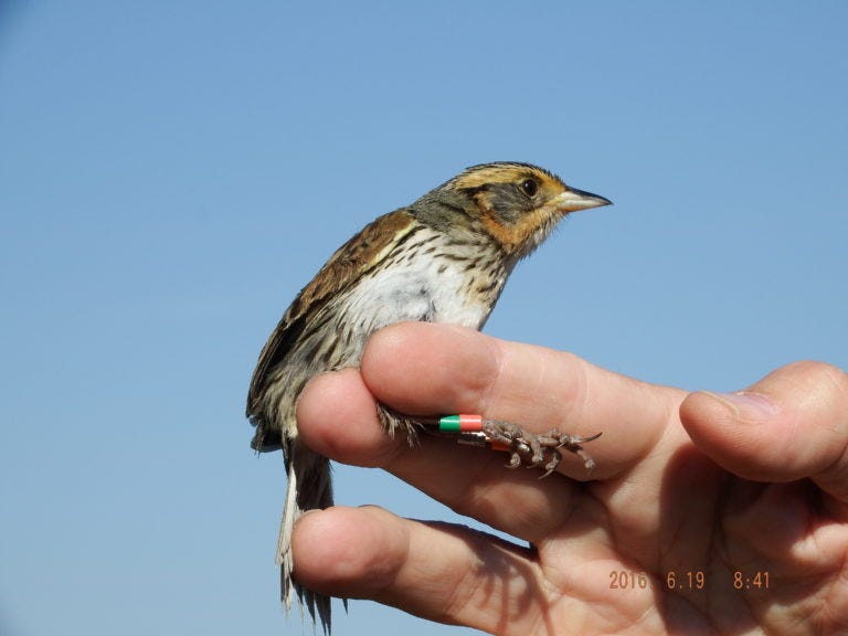 a biologist holds a bird that is banded with a green and red band