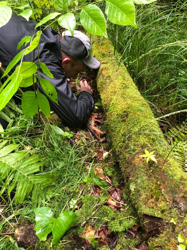 A person looking beneath a log in the forest