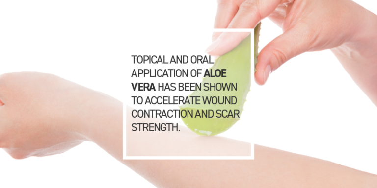 Aloe Leaf Extract Does More Than Soothe Burns