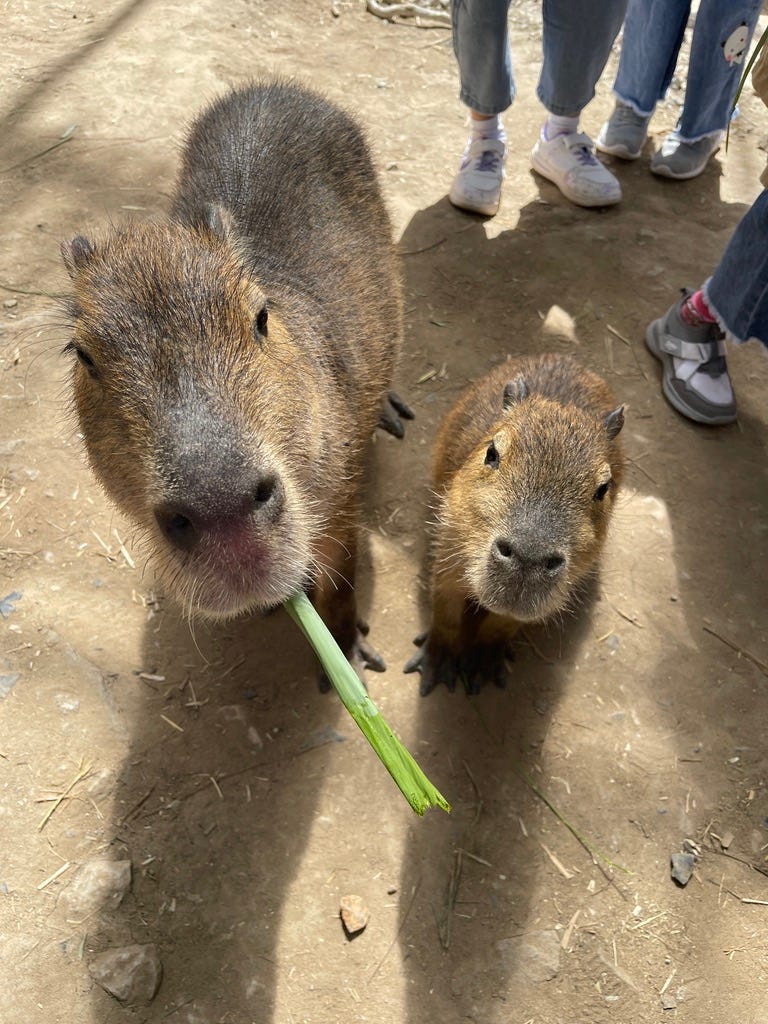 Capybaras at ZooDoo Zoo