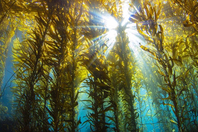 This photo shows a kelp forest, with long swaying green stalks reaching toward the surface of the water where noticeable sunlight penetrates through the canopy down into bluish water