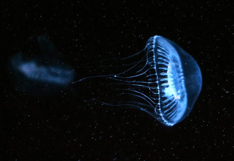 AI Develops New Glowing Protein Inspired by Jellyfish