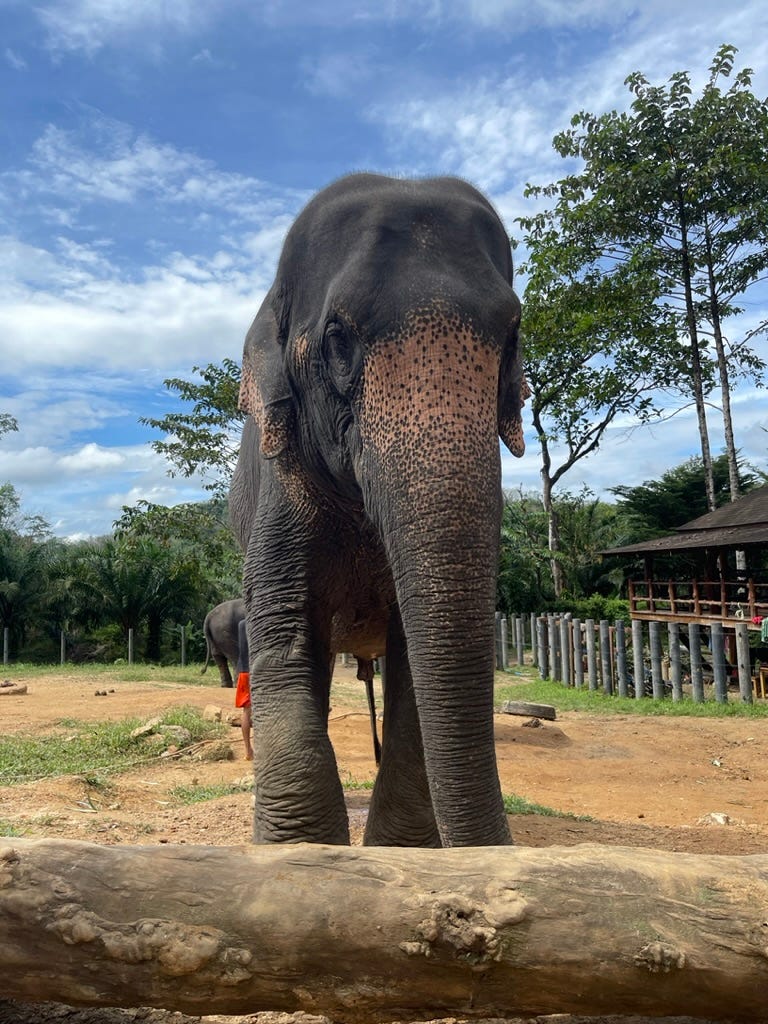 Jana, our giant friend of the day 🐘