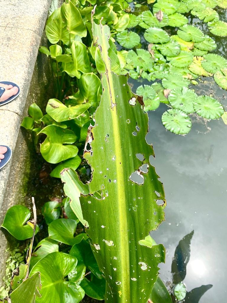 Singapore Botanic Gardens