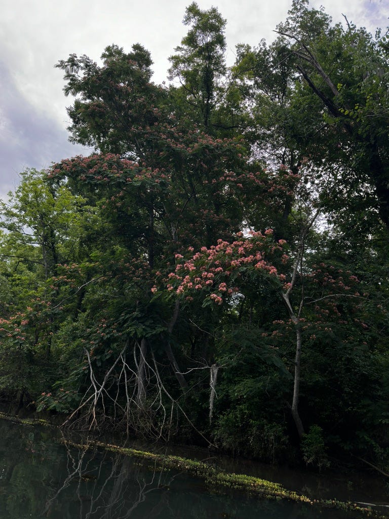 Tree lined river shore showing the pink feathery flowers of a mimosa tree standing out against all the green vegetation.