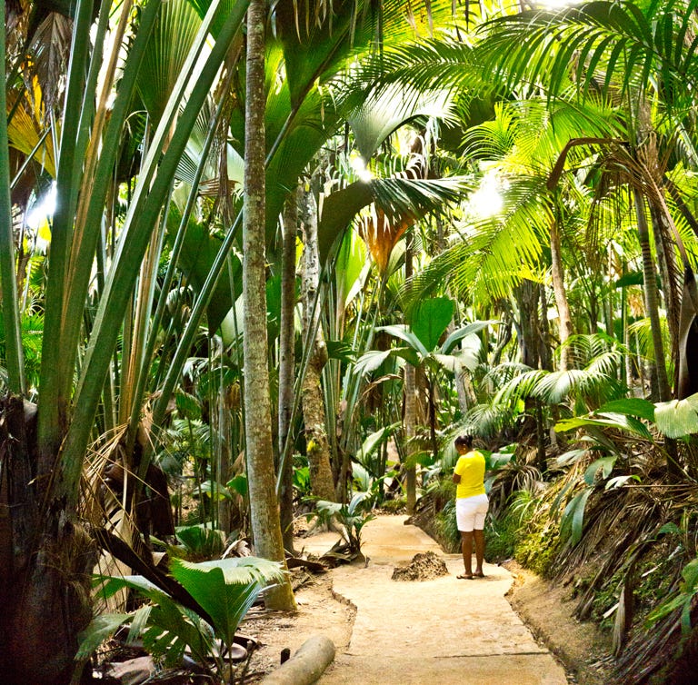 Coco-de-mer palms in Vallée de Mai Nature Reserve, Praslin, Seychelles. © April Orcutt