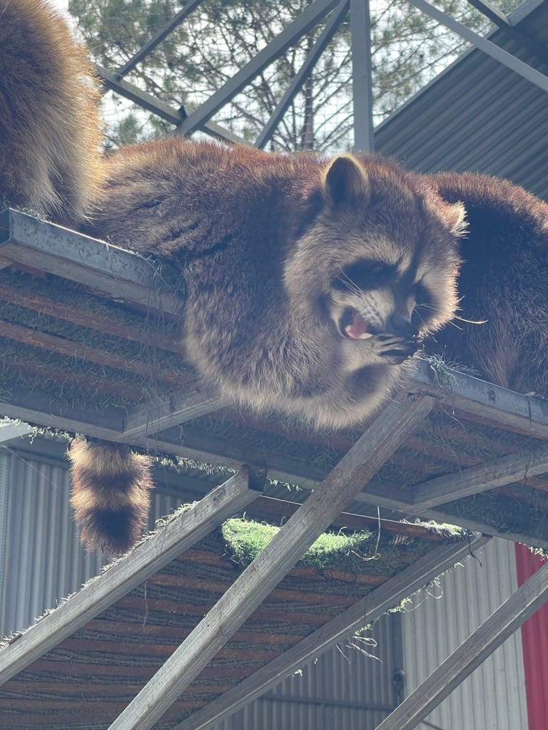 Raccoon at ZooDoo Zoo