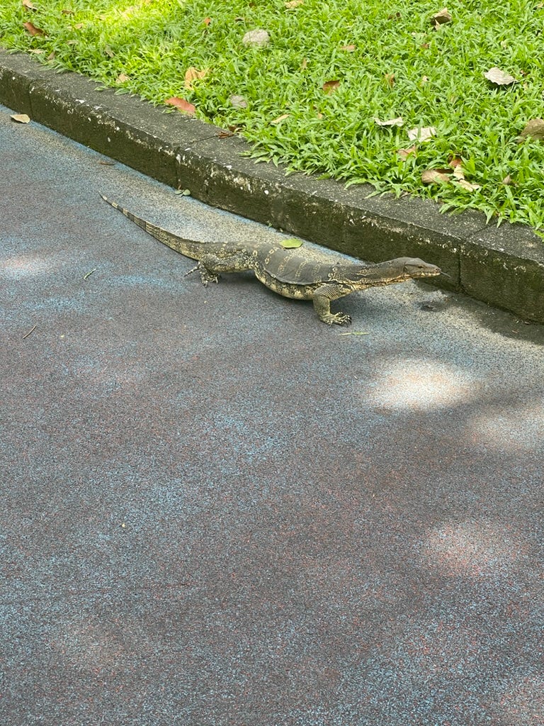 Thai lizard