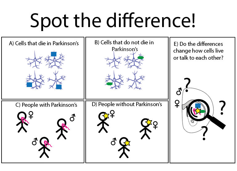 4 squares set up as a spot the difference game. Top 2 squares show cells with either blue or green shapes in them. Bottom 2 squares show cartoon people with either pink squiggles or yellow stars. A 5th box on RH side shows a cartoon magnifying glass looking at a brain with question marks and the blue/green shapes, pink squiggles and yellow stars drawn on it.