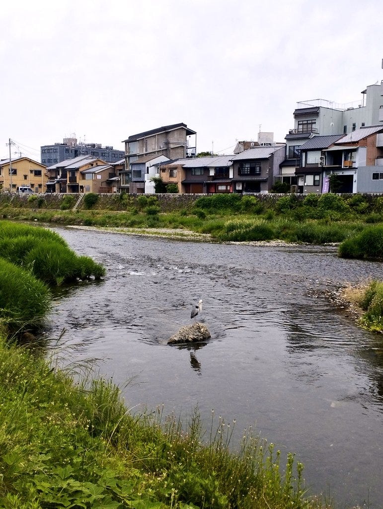 Kyoto’s central KAMO river is a great place to relax, walk, run, cycle and attracts wildlife