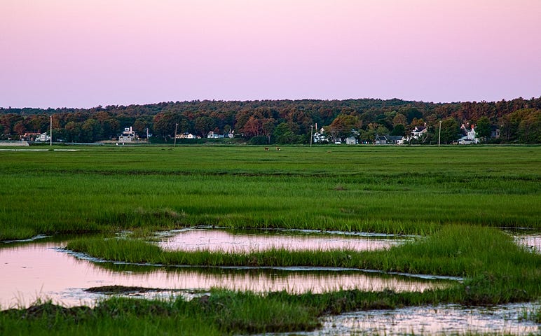 two deer far out in a grassy marsh under a muted purple sunrise