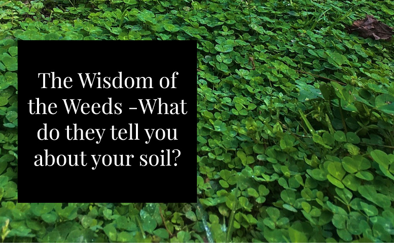 Ground Clover — the wisdom of the weeds