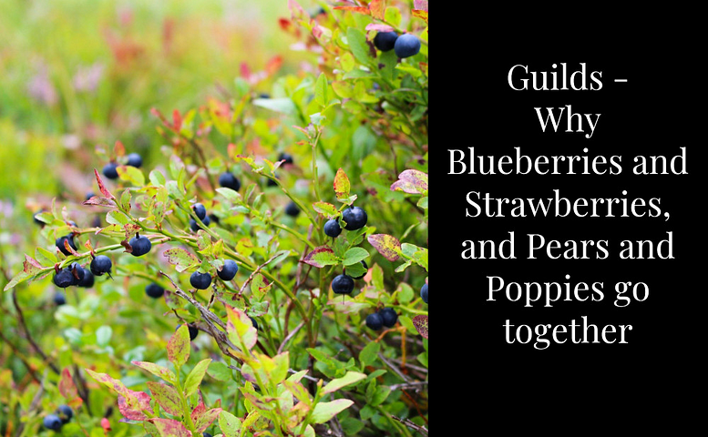 Blueberries,strawberries and pears grow well together