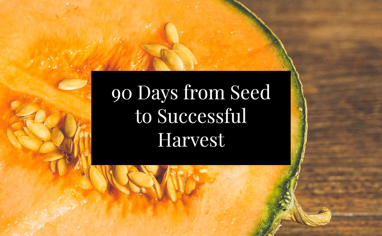 Grwing melons in 90 days