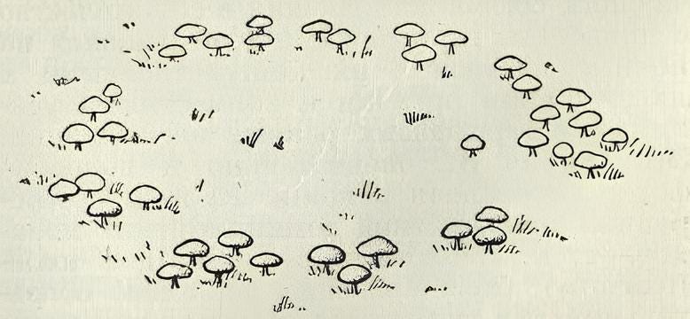 Drawing of a fairy ring (circle of mushrooms)