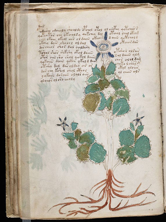 A drawing of a mysterious plant from Voynich Manuscript