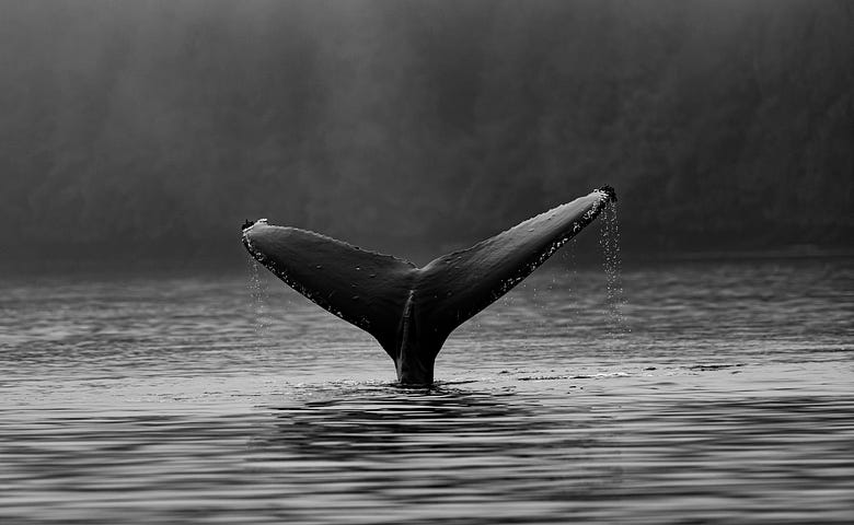 A whale’s tail in black and white.