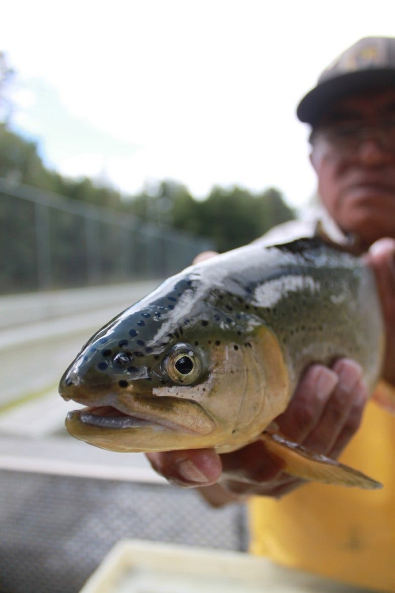 Bradley Clarkson Alchesay, a Williams Creek National Fish Hatchery biologist and White Mountain Apache Tribe member handles a large Apache trout. Photo Credit: Craig Springer/USFWS