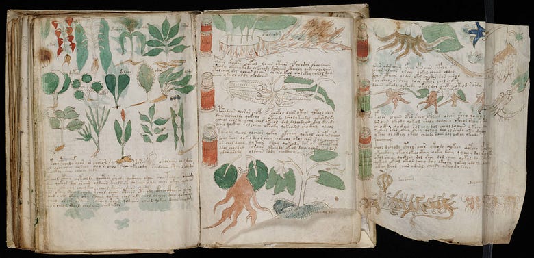page from the mysterious Voynich manuscript displaying plant drawings and a mysterious language