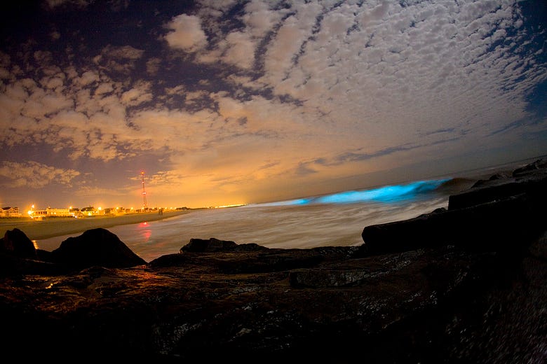 A tide bringing in glowing bioluminescent dinoflagellates making the wave look glowing blue