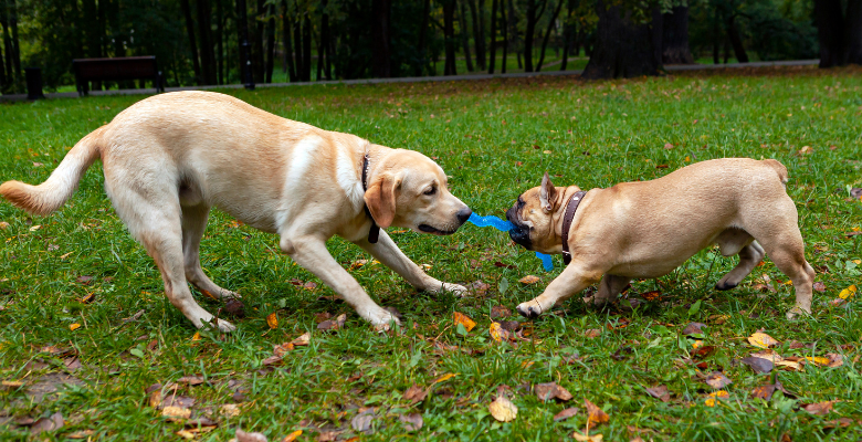 Two dogs, one bigger than the other pulling a dog toy, each one to his side.