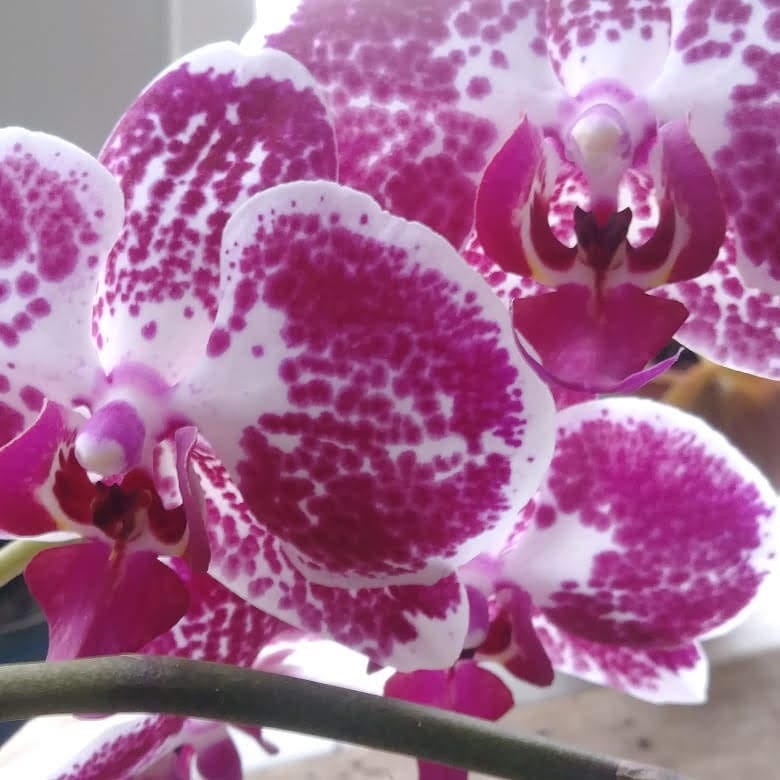 Close-up photo of magenta and white orchids