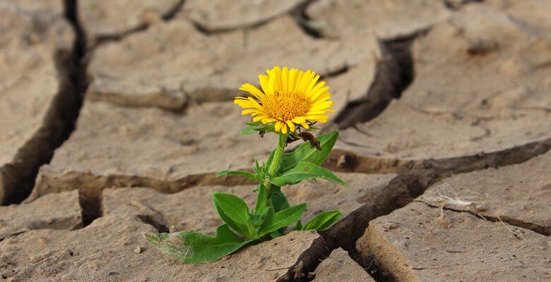 Sunflower in the middle of dry land.