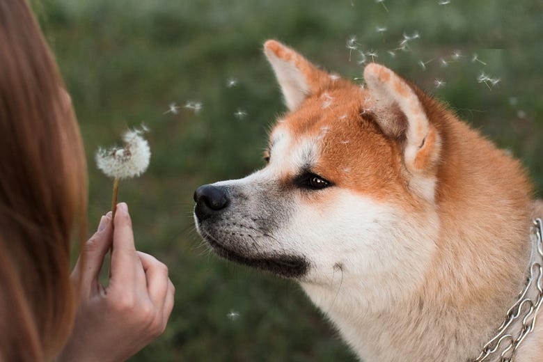 A Shiba Inu dog staring at a dandelion blowing in the wind