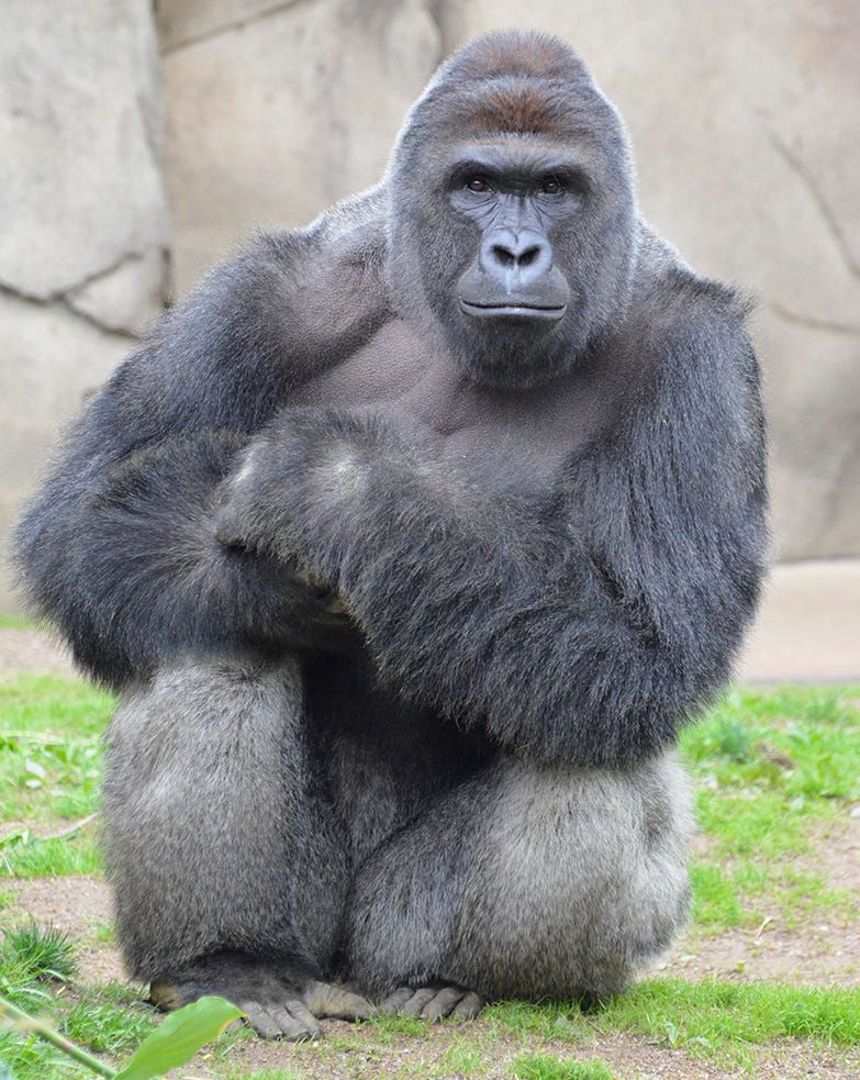 harambe.jpg