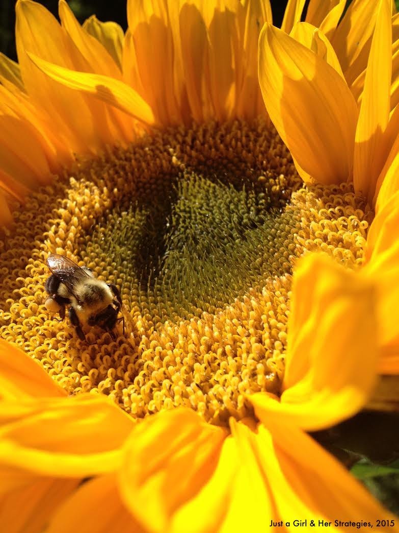 Photograph of fuzzy fat bumblebee eating from the center of a large bright yellow sunflower