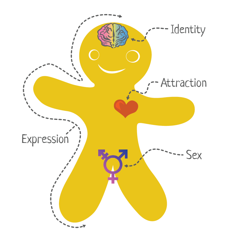 This is the Genderbread Person image that is in the Worksheet. It represent a generic person in a gingerbread shaped like cookie. In the image are represented the 4 areas of gender and sexuality: the gender identity in the brain, the attraction in the heart, the sex assigned at birth in the pelvis area and the self expression is represented outside the all the body.