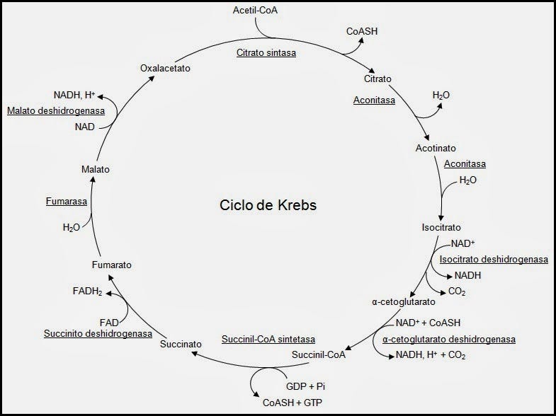 Resultado de imagen para Ciclo de Krebs