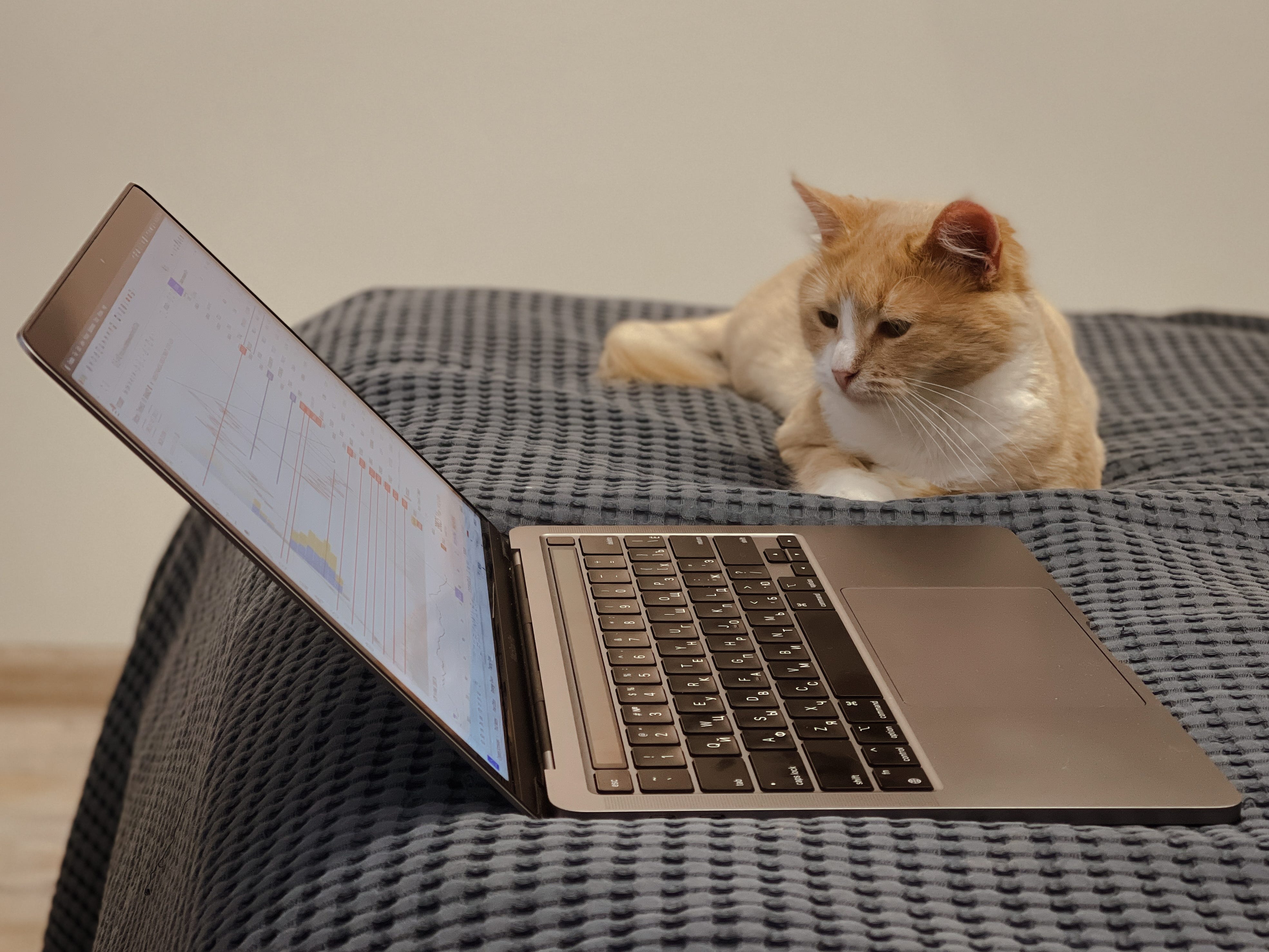 Cat with a laptop
