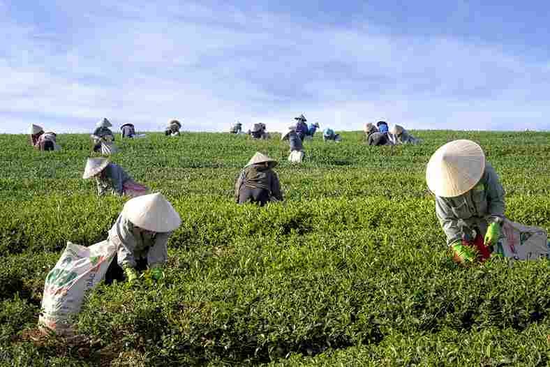 tea farming , chai ki kheti, chai patti ki kheti