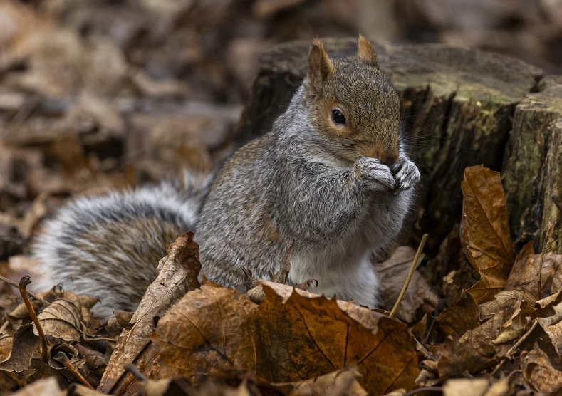 Squirrel Animal, from Pixabay