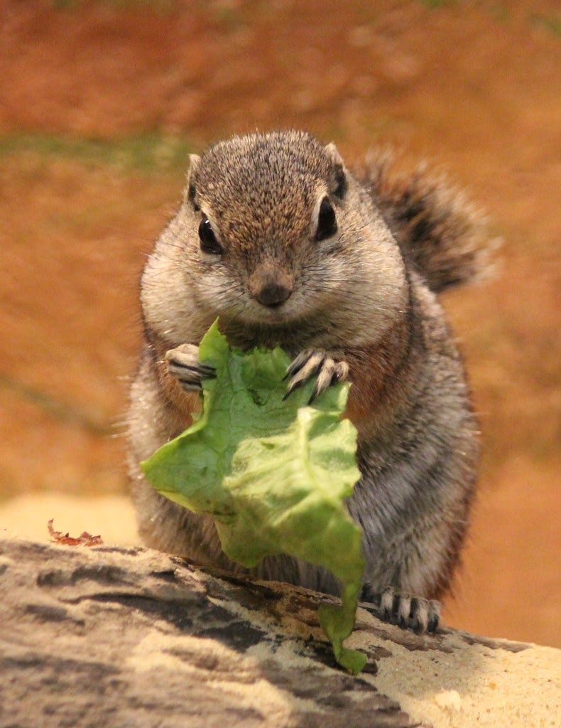 Do Squirrels Eat Lettuce? Unveiling the Truth!