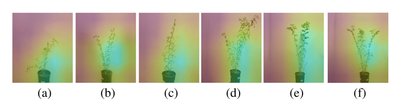 Grad-CAM visualization of Pusa-372 images, with respect to Inception V3 CNN feature extractor. Figures (a), (b) belong to Young Seedling; (c), (d) belong to Before Flowering; (e), (f) belong to Control.