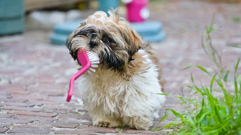 How to brush a dogs teeth: Small dog carrying a large brush in its mouth