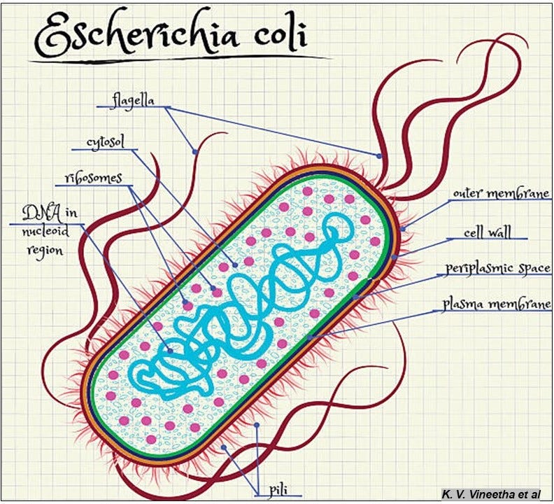 A labelled cartoon of E.coli