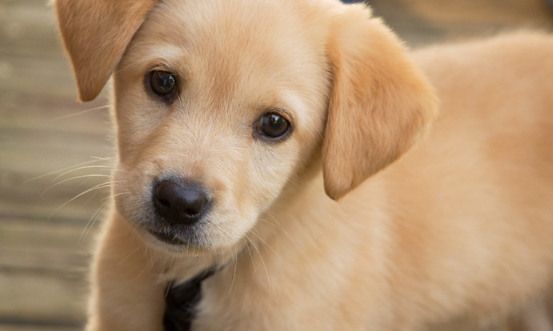 puppy looking at camera