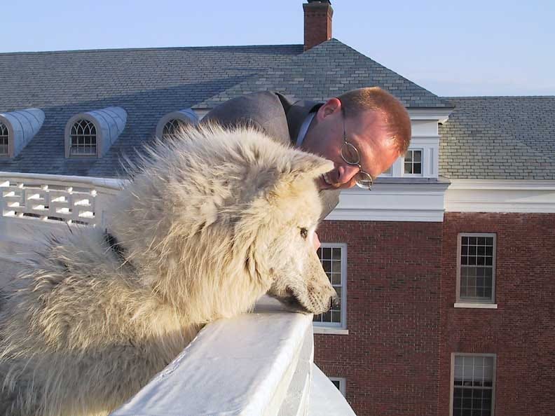 Bill and Atka, a cream colored wolf, look over the ledge of a building.