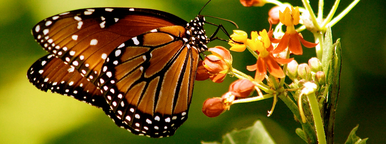 Illustrasjonsbilde av en sommerfugl