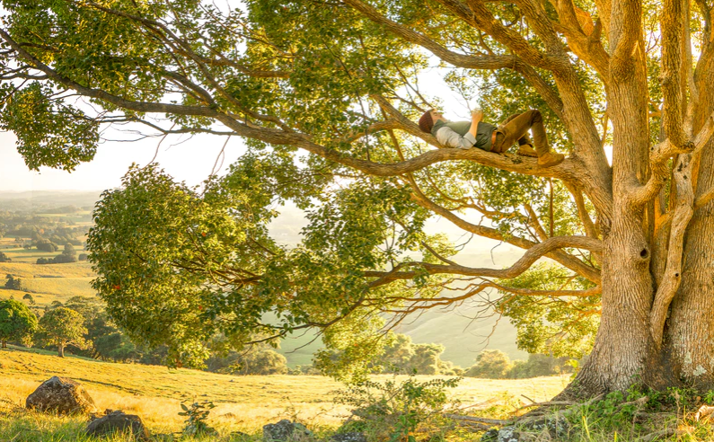Man laying in a tree in a sunny field.