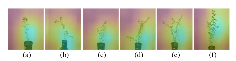 Grad-CAM visualization of JG-62 images, with respect to Inception V3 CNN feature extractor. Figures (a), (b) belong to Young Seedling; (c), (d) belong to Before Flowering; (e), (f) belong to Control.