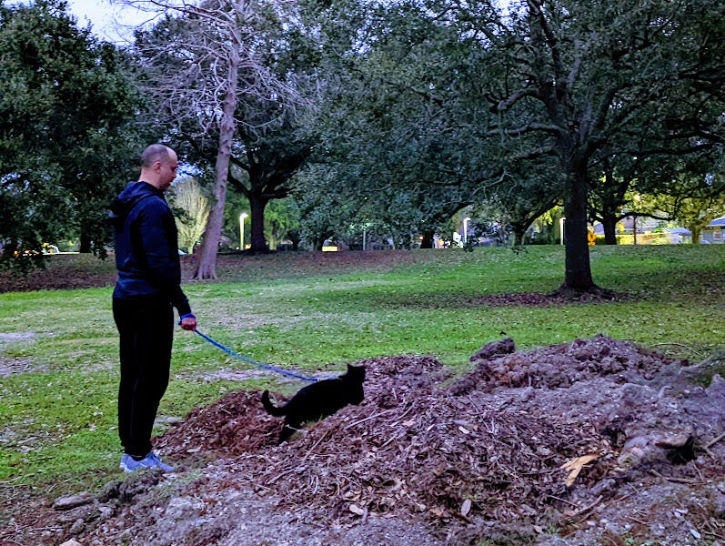 A person walking a cat on a leash. The cat is walking through a trench of what looks like a ground up tree stump, while the person waits at the edge of the pile.