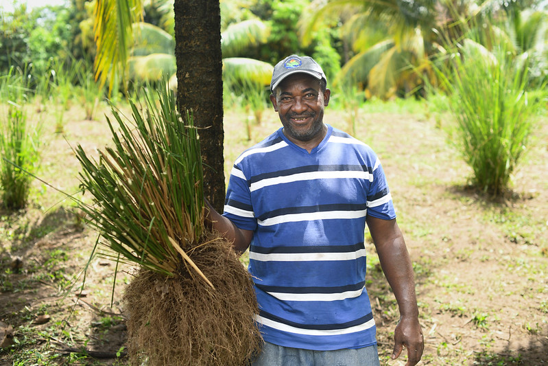 A Garifuna farmer in Iriona, Honduras smiles as he stands in front of a tree and holds up a large bunch of green vetiver grass with exposed roots.